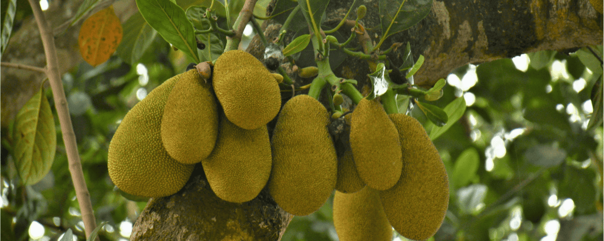 A cluster of jackfruits hangs from the tree, surrounded by green leaves, hinting at their unique taste. | Emping SG