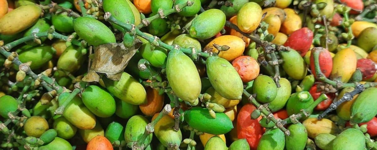 A pile of vibrant green, yellow, and red melinjo fruits with stalks and a few dried leaves. | Emping SG