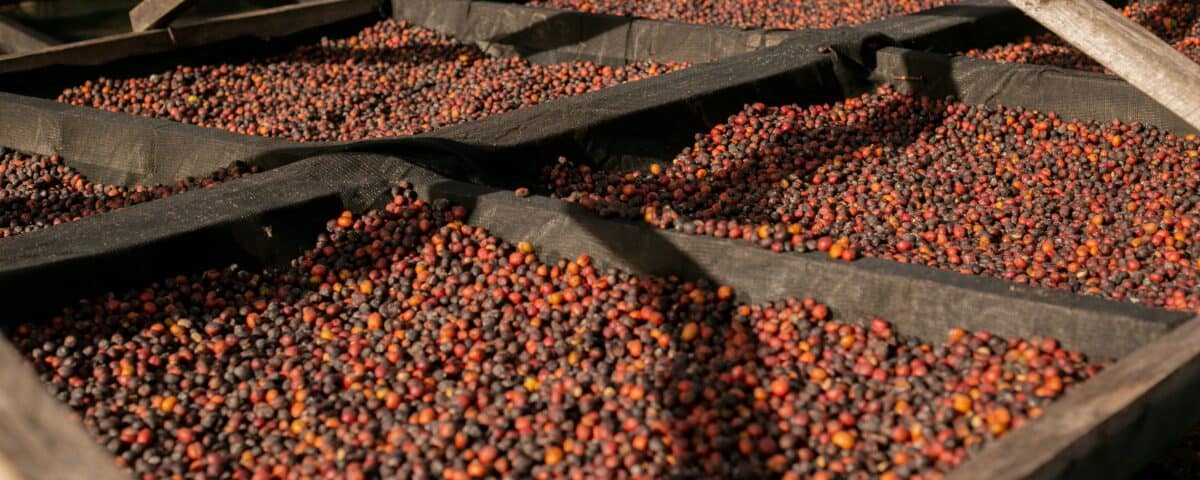 Organic coffee beans drying on raised wooden beds at a coffee origin. | Emping SG