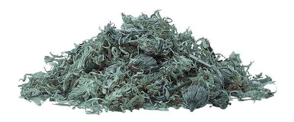 A pile of dried, pale green and grey herbal leaves clustered together against a white background. | Emping SG