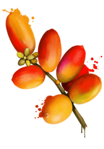 Illustration of six colorful palm fruit berries on a branch with a few green seeds and splashes of color. | Emping SG