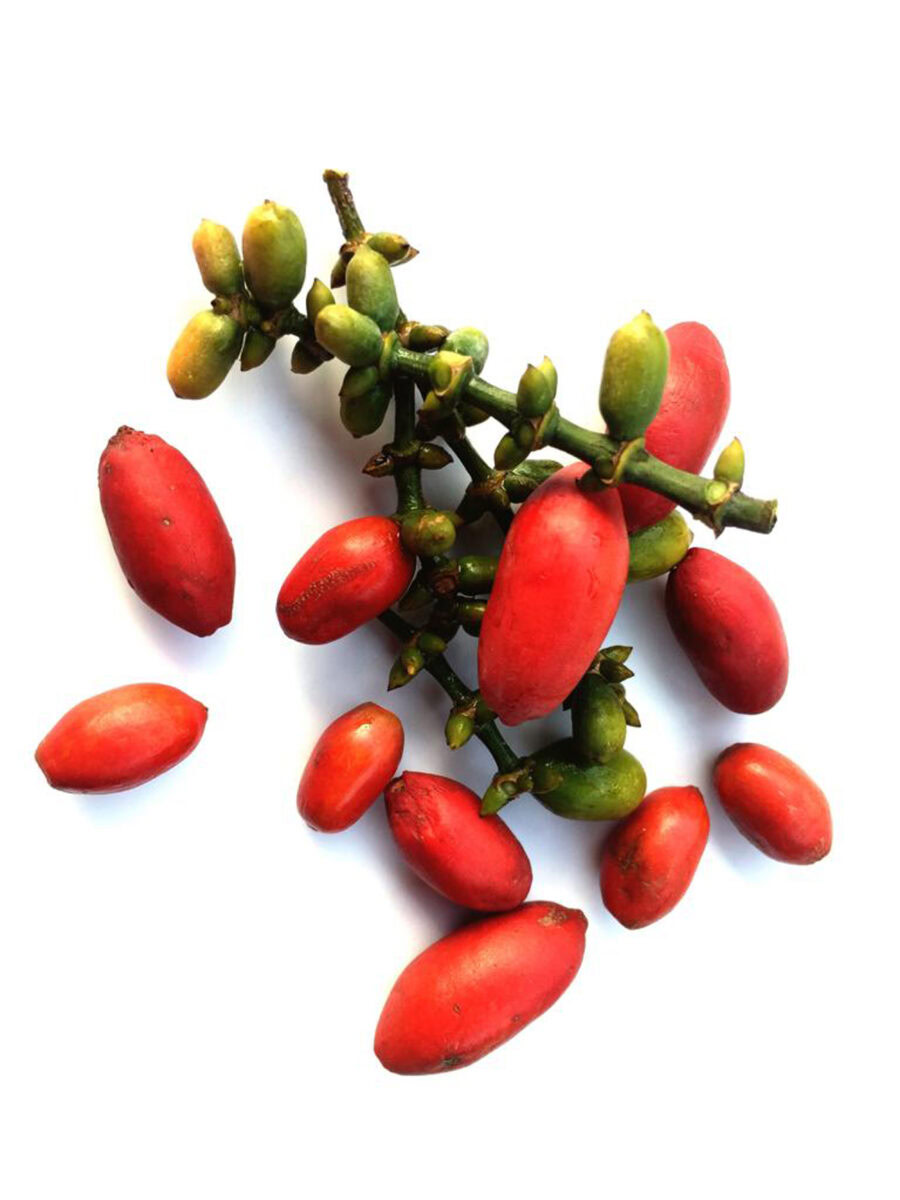 Emping Melinjo Fruit