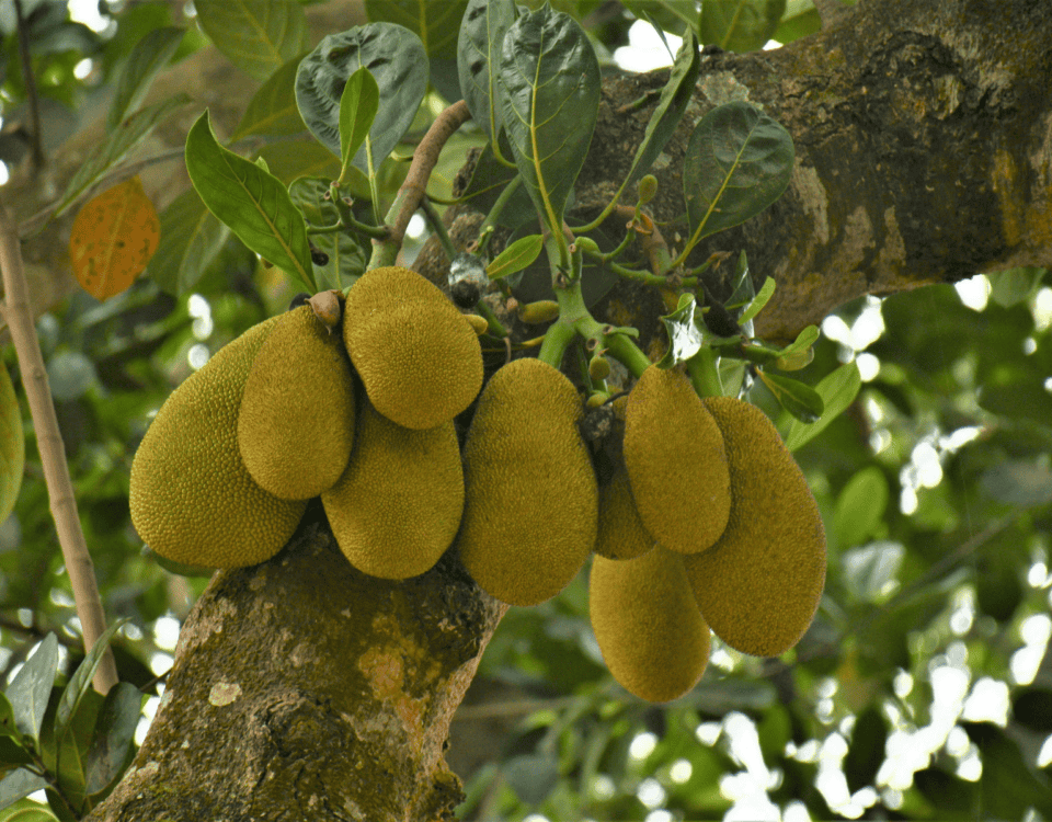 A cluster of jackfruits hangs from the tree, surrounded by green leaves, hinting at their unique taste. | Emping SG
