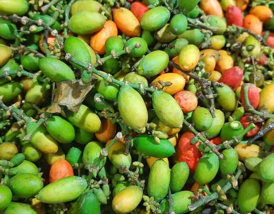 A pile of vibrant green, yellow, and red melinjo fruits with stalks and a few dried leaves. | Emping SG